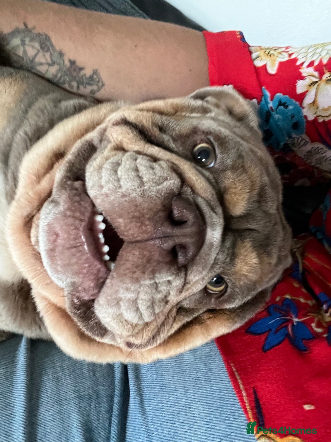 English Bulldog dogs for sale: Bonnie 3 year old British bulldog  - Advert 10
