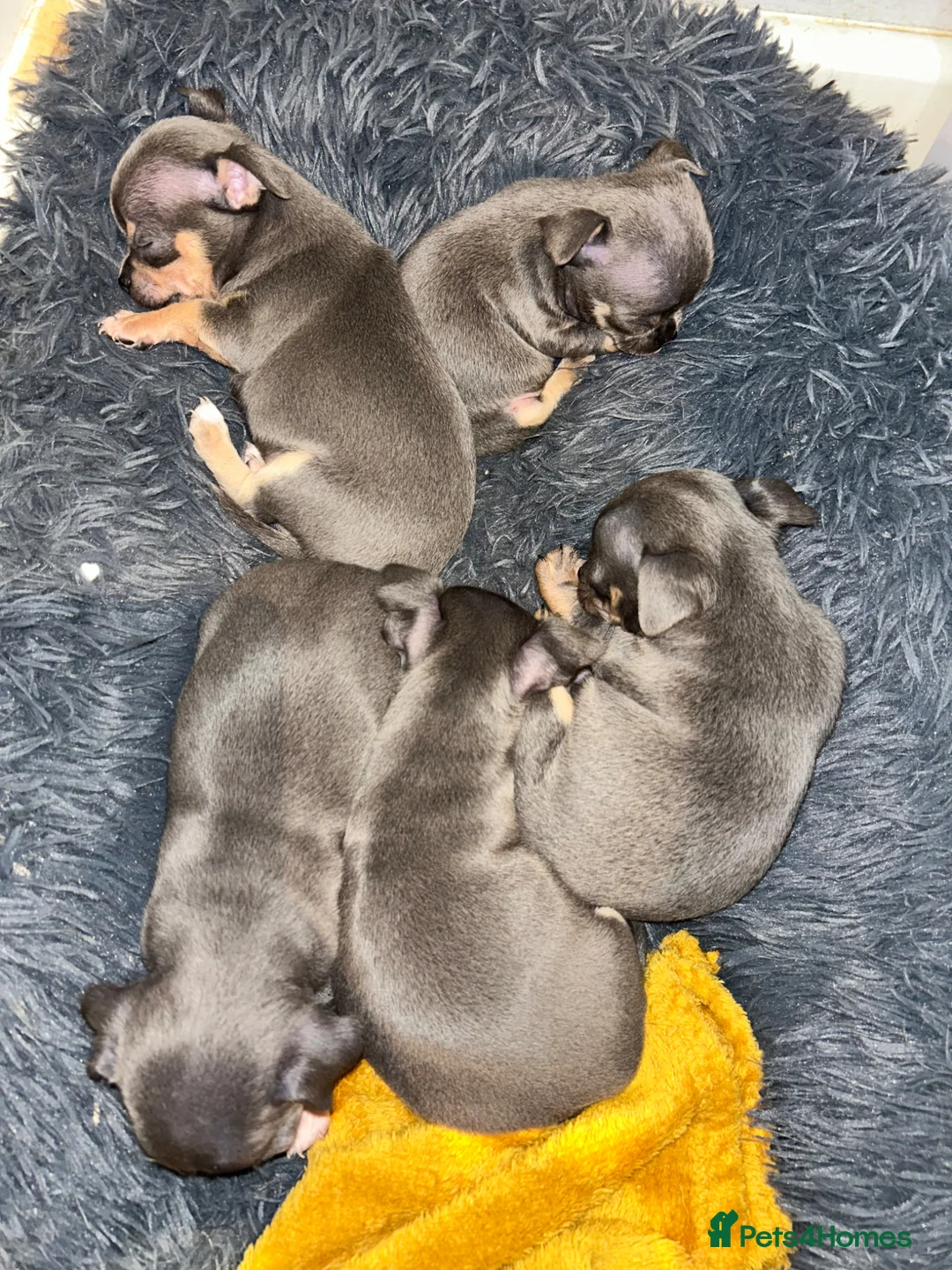 Chihuahua dogs for sale: Beautiful blue tri chihuahua puppies  in Brighton - Advert 2