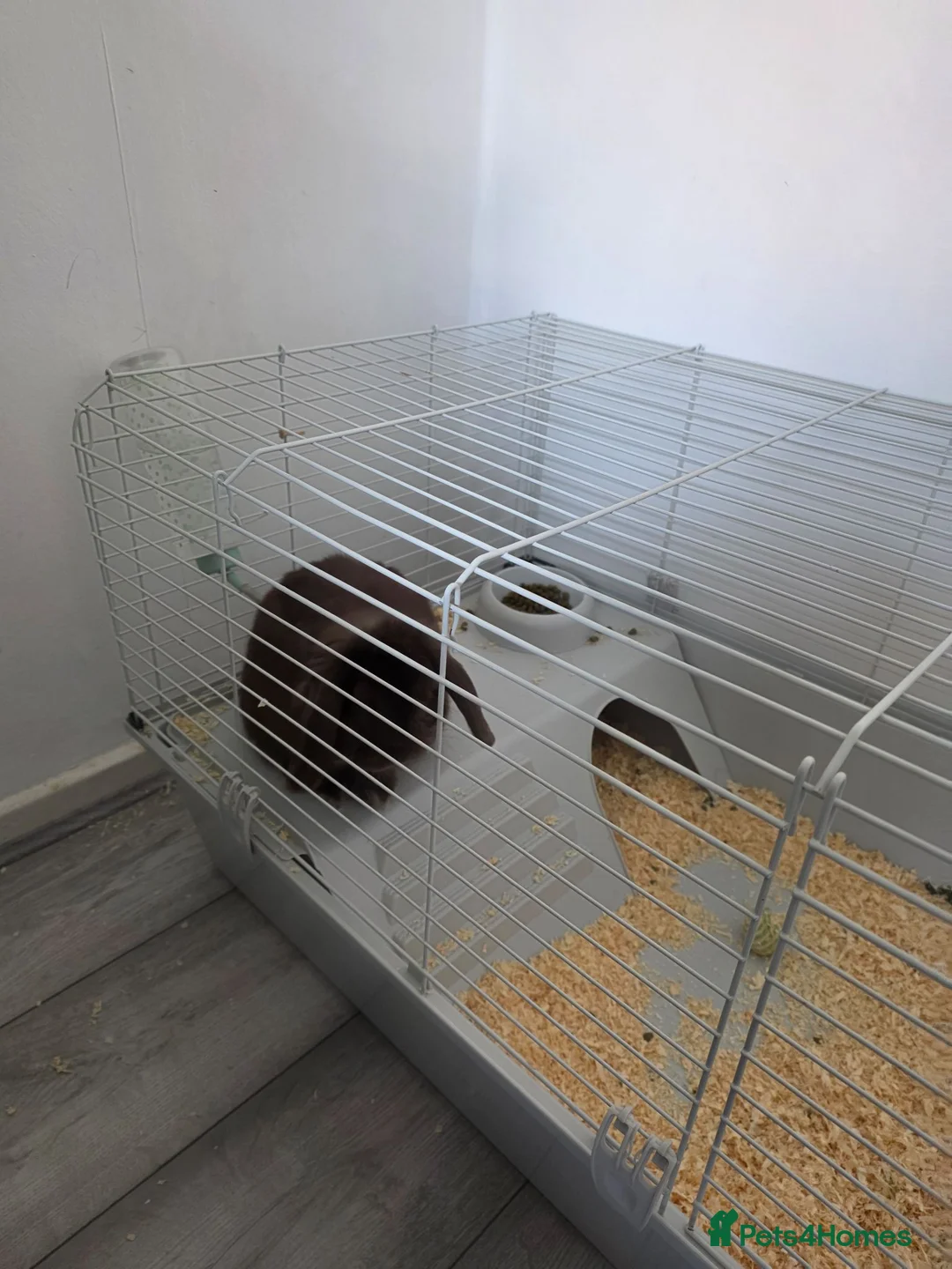 Mini Lop rabbits for sale: Rabbit and hutch in Stevenston - Advert 4