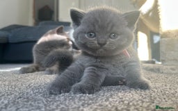 British Shorthair cats for sale: British shorthairs x7 | around oxford  - Image 6