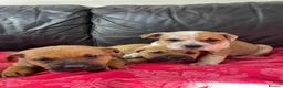 Mixed Breed dogs for sale: German shepherd x Staff litter - super friendly - Advert 10