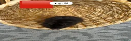 Hamster rodents for sale: Beautiful baby Syrian Hamsters Sheffield - Advert 23