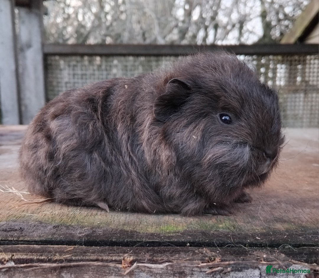 Guinea Pig rodents for sale: Swiss, Dalmation, Self Chocolate Boys and Girls - Advert 15