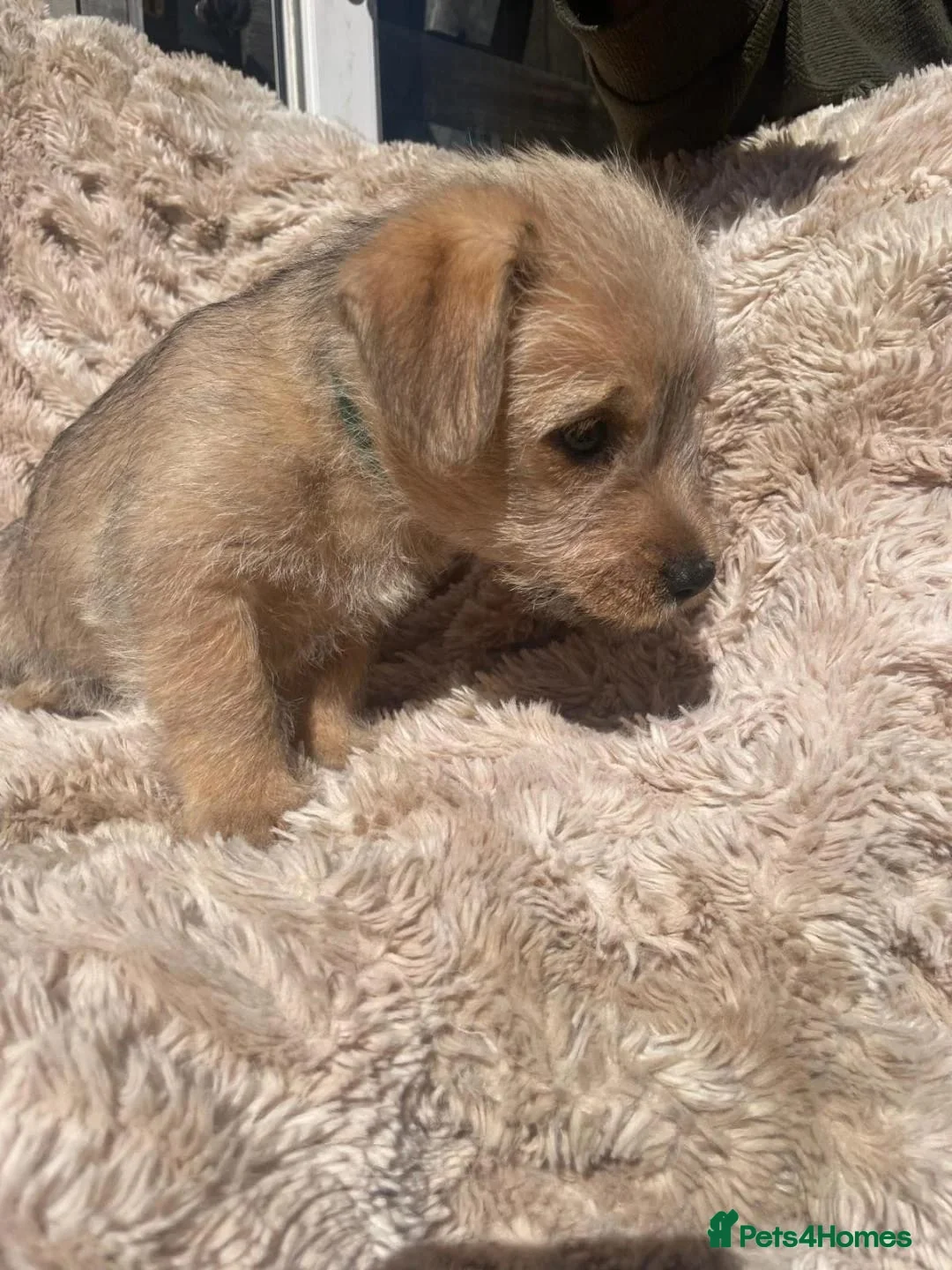 Mixed Breed dogs for adoption: Puppy for adoption 9 weeks old.  - Advert 1