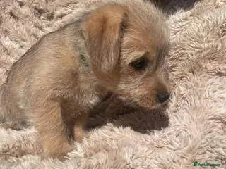 Mixed Breed dogs Puppy for adoption 9 weeks old. - Advert 18
