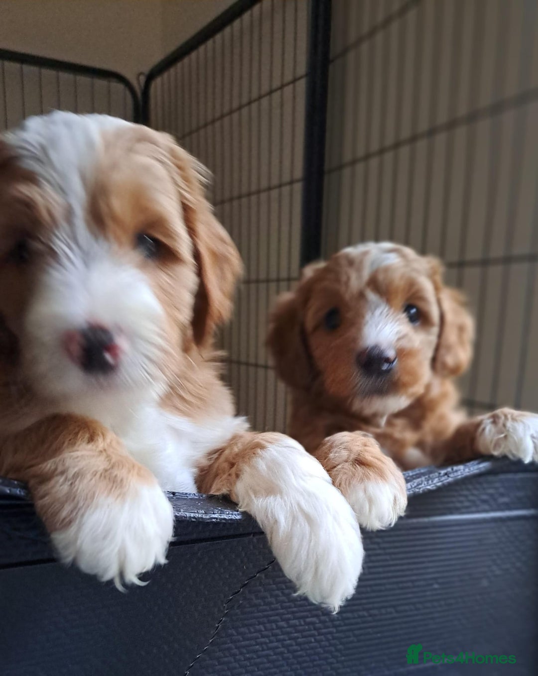 Australian Labradoodle dogs for sale: Australian Labradoodle puppies in Basildon - Image 1