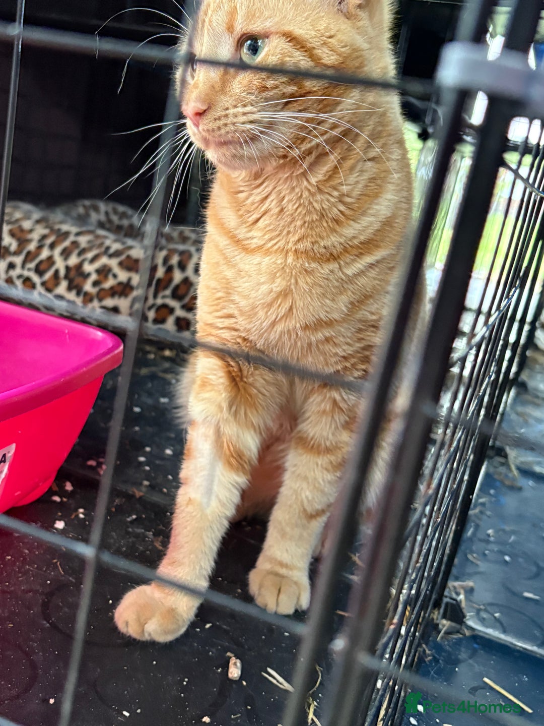 Domestic Shorthair cats for sale: Rimber and simba, our ginger rescues 🧡 - Image 4