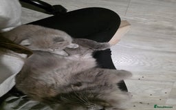 British Shorthair cats for sale: Beautiful GCCF register BSH and BLH - Advert 6