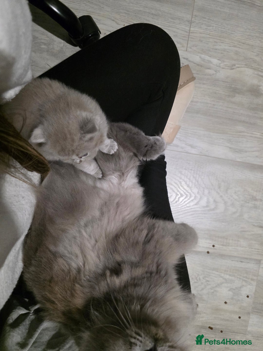 British Shorthair cats for sale: Beautiful GCCF register BSH and BLH - Advert 6