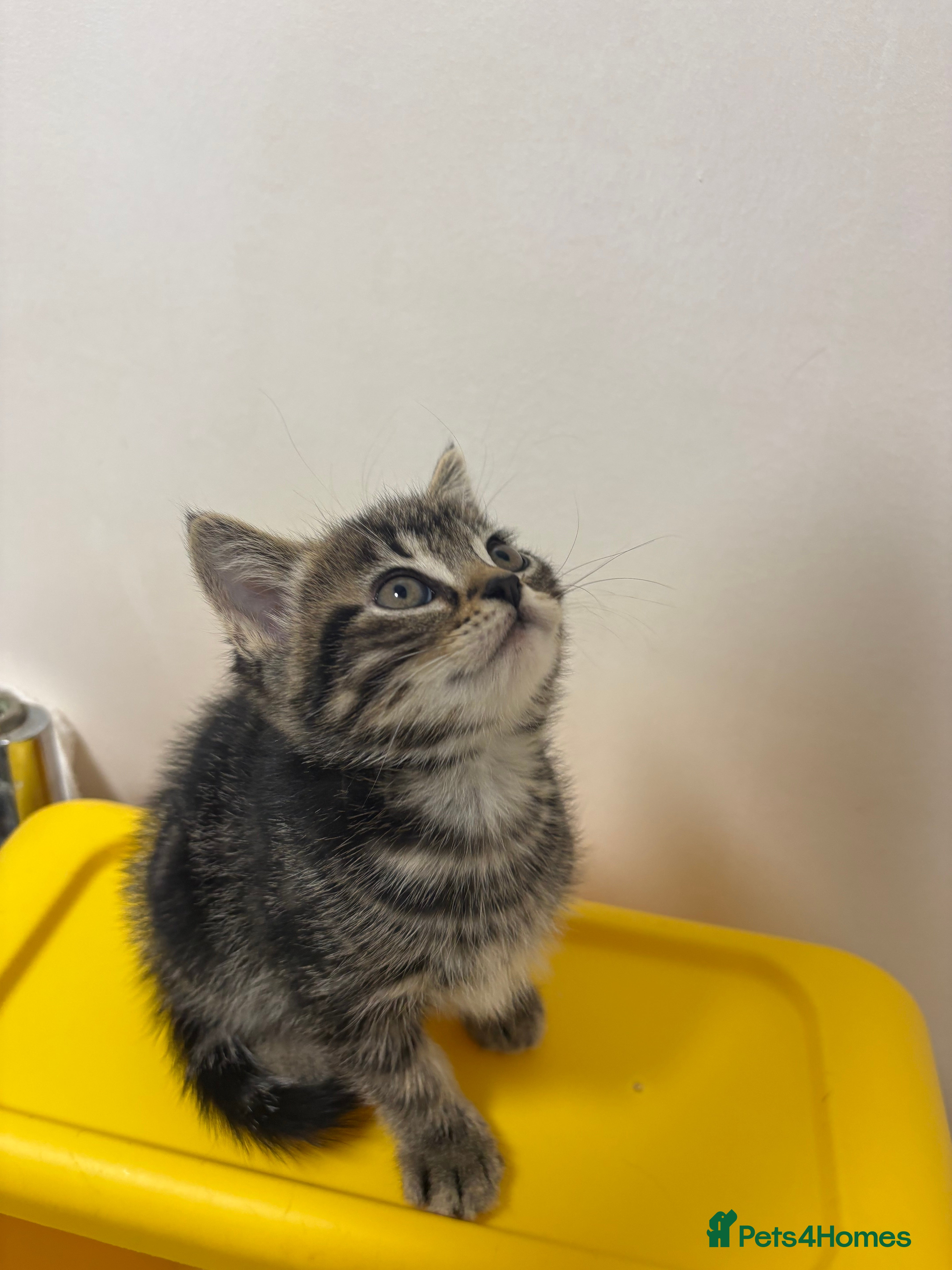 Scottish Fold cats 🐱💗💝 Only miss sassy left 💝 💗🐱 - Advert 1