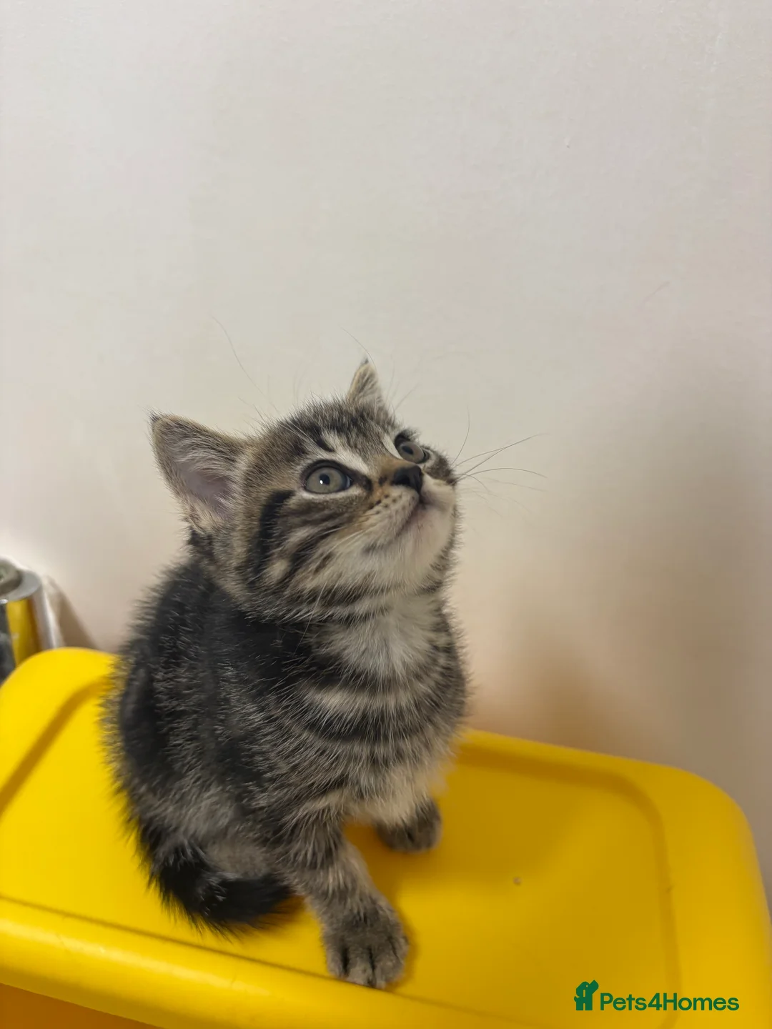 Scottish Fold cats for sale: 🐱💗💝 Only miss sassy left 💝 💗🐱 - Advert 1