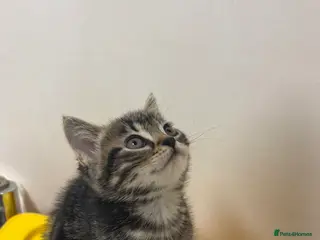 Scottish Fold cats 🐱💗💝 Only miss sassy left 💝 💗🐱 - Advert 1