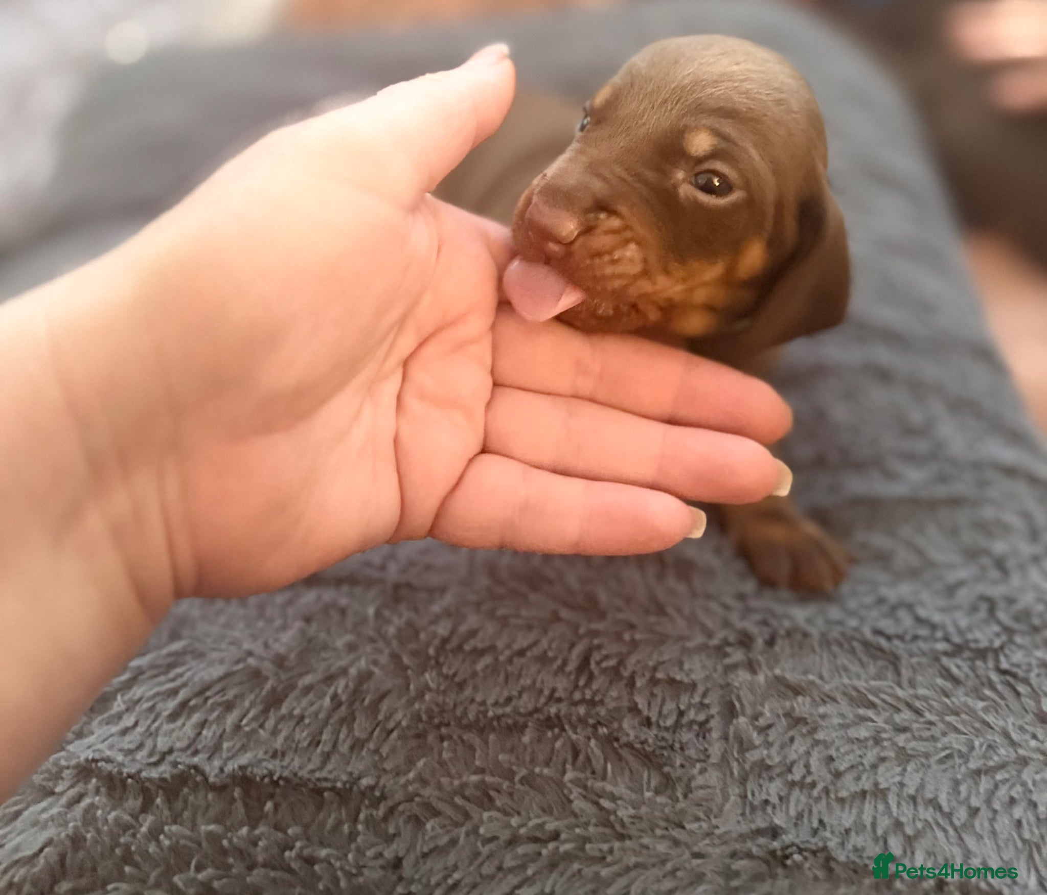 Dachshund dogs Chocolate dachshund puppies  - Advert 2