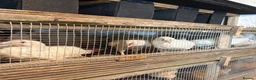 Mixed Breed poultry for sale: Laying hens  - Advert 8