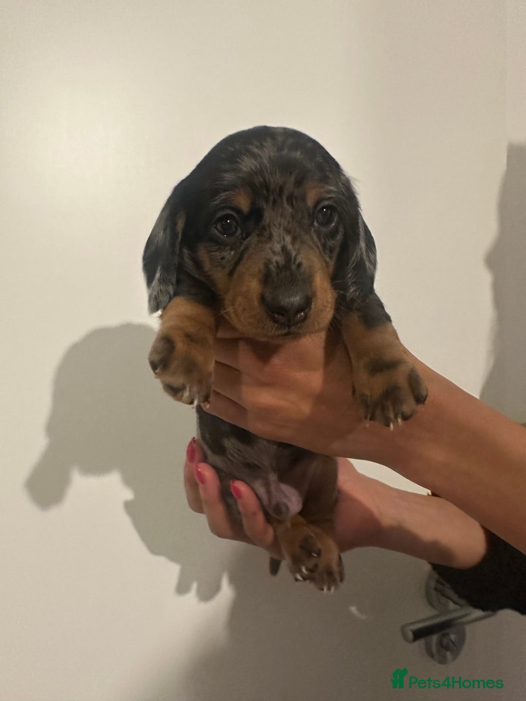 Miniature Dachshund dogs for sale: ✨Mini Smooth Hair Dachshund Ready 18/10/2025 ✨ - Image 15