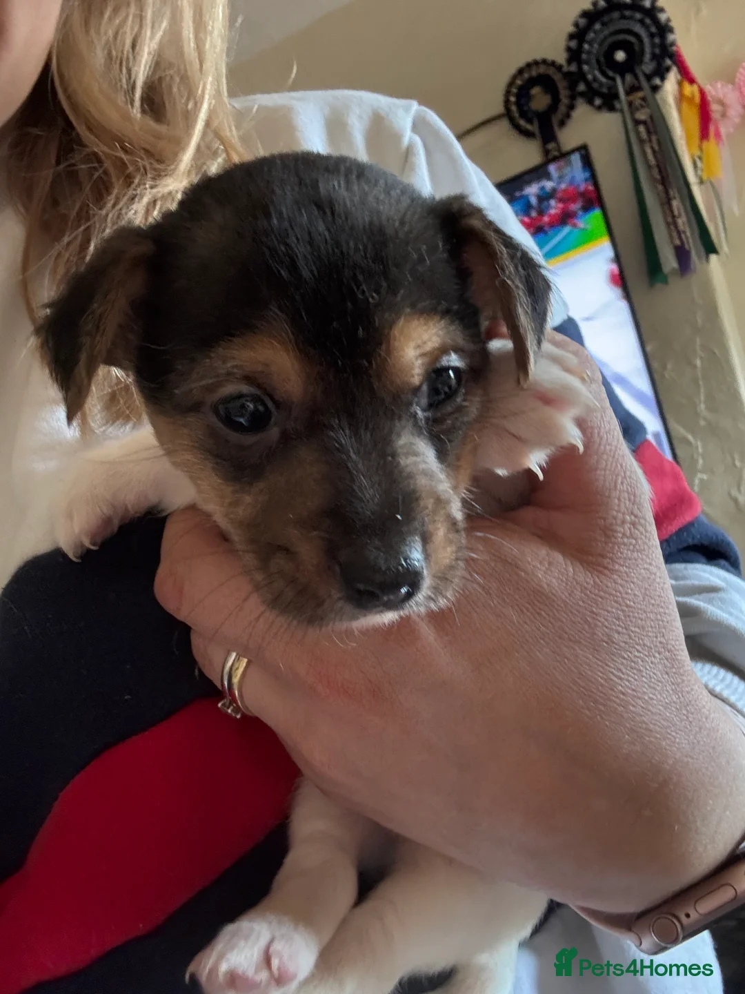 Jack Russell dogs for sale: 🌟Tri-coloured Mini Jack Russells🌟 - Advert 5