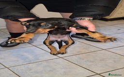 Dobermann dogs for sale: Doberman Pups - Ready now! X1 male left! - Image 9