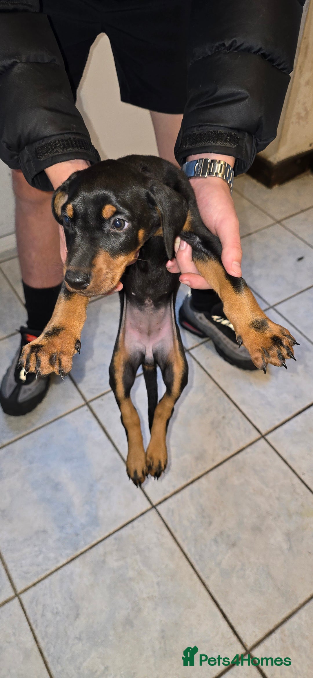 Dobermann dogs for sale: Doberman Pups - Ready now! X1 male left! - Image 9