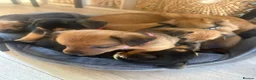 Mixed Breed dogs for sale: Patterdale X Lakeland Puppies for Sale **2 LEFT** - Advert 9