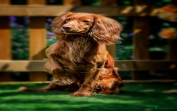 Cocker Spaniel dogs for sale: KC Registered working Cocker Spaniel Puppies  - Image 6