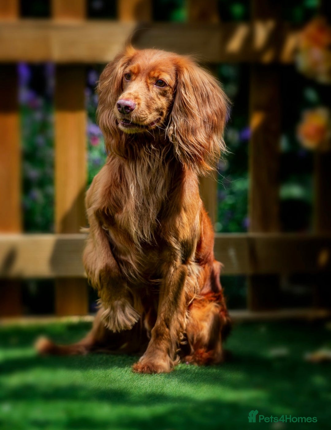 Cocker Spaniel dogs for sale: KC Registered working Cocker Spaniel Puppies  - Image 6