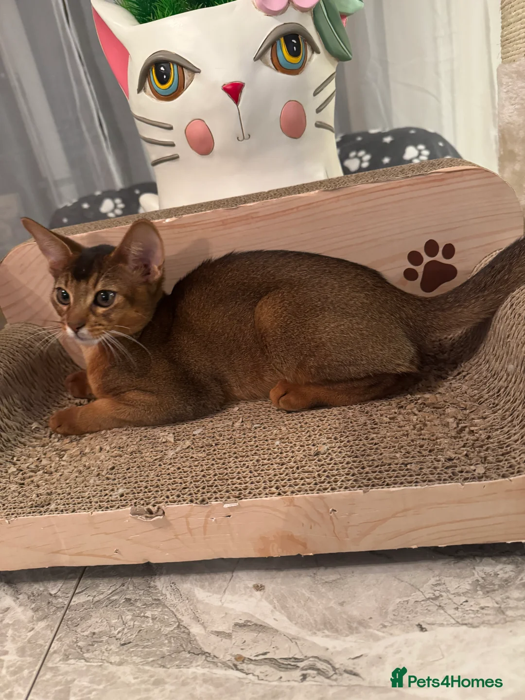 Abyssinian cats for sale: Abyssinian kittens looking for a new forever home - Advert 18