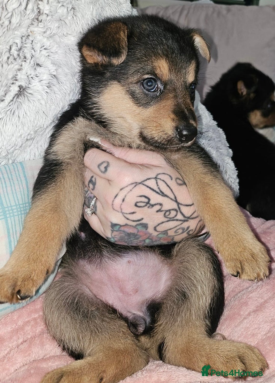 German Shepherd dogs for sale: German shepherd female puppie - Advert 4