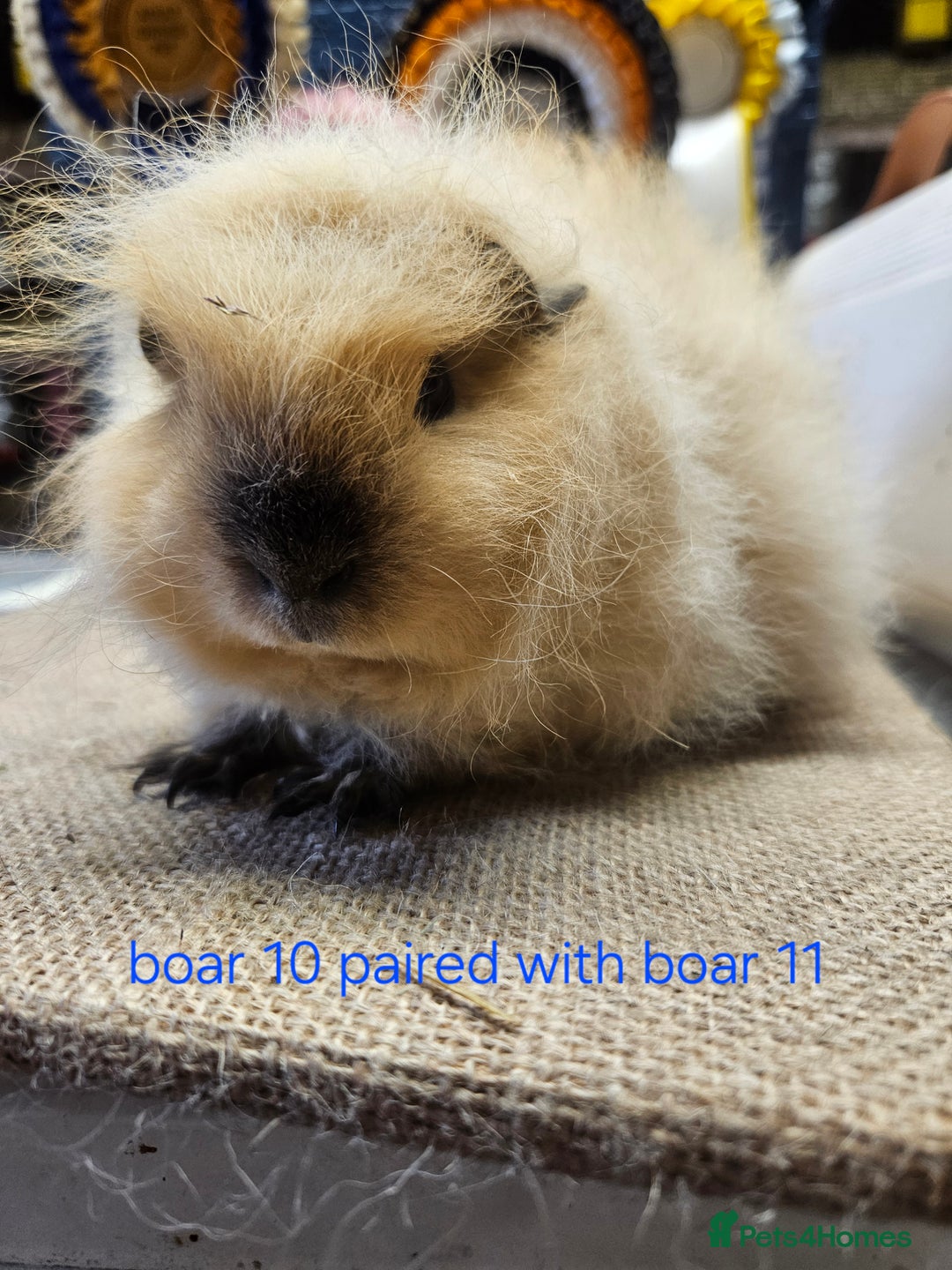 Guinea Pig rodents for sale: Beautiful rare swiss and smooth boys and girls - Image 14