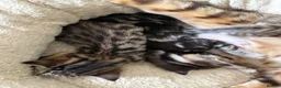 Mixed Breed cats for sale: Stunning bengal cross kittens - Advert 26