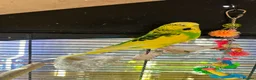 Budgerigars birds for sale: Budgie Bird Male - Advert 1