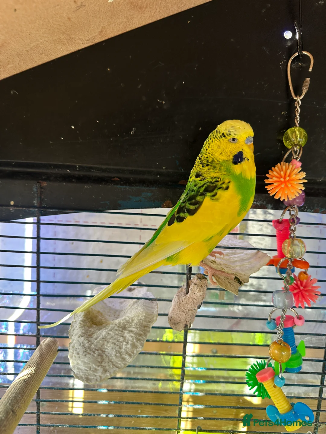 Budgerigars birds for sale: Budgie Bird Male - Advert 1