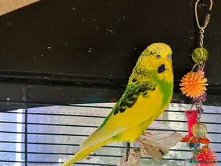 Budgerigars birds Budgie Bird Male - Advert 4