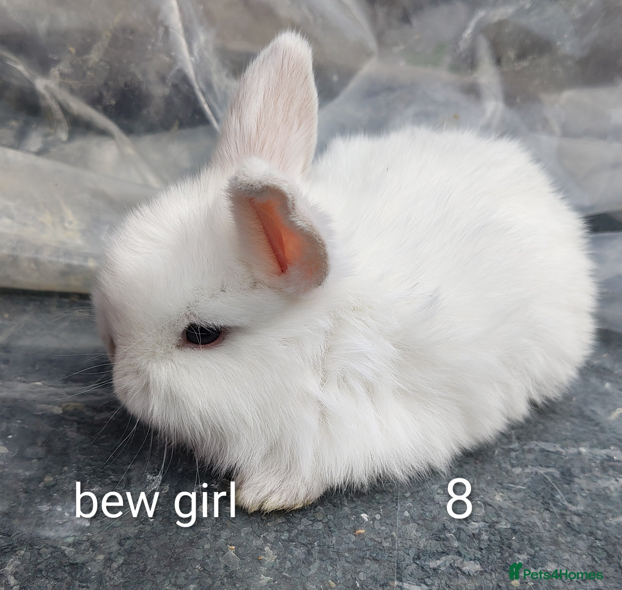 Mini Lop rabbits Mini lop babies - Advert 19