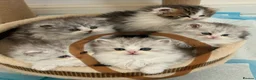 Persian cats for sale: Persian chilchilla & doll face babies  - Advert 2