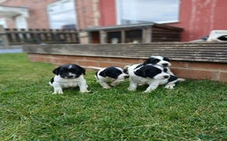 Sprocker dogs for sale: READY NOW !! 3 sprocker spaniels left  👀🏡✨️ in Wakefield - Image 15