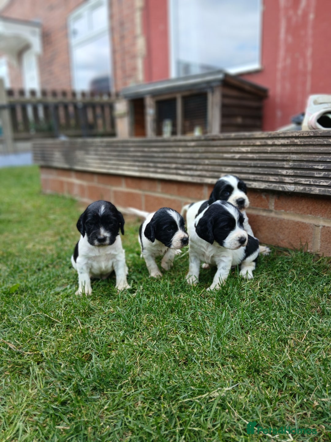 Sprocker dogs for sale: READY NOW !! 3 sprocker spaniels left  👀🏡✨️ in Wakefield - Image 15