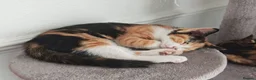 Mixed Breed cats for sale: Beautiful female calico kitten ready to leave now! - Advert 3