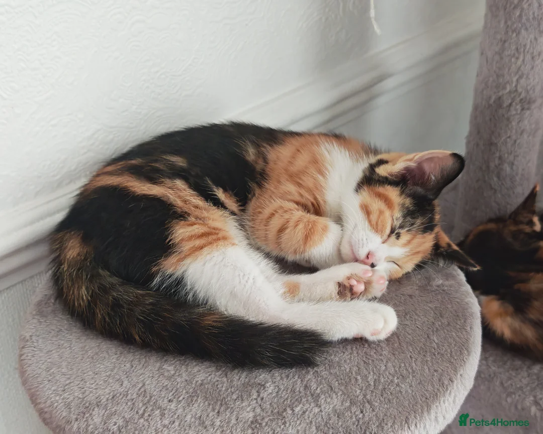 Mixed Breed cats for sale: Beautiful female calico kitten ready to leave now! - Advert 3