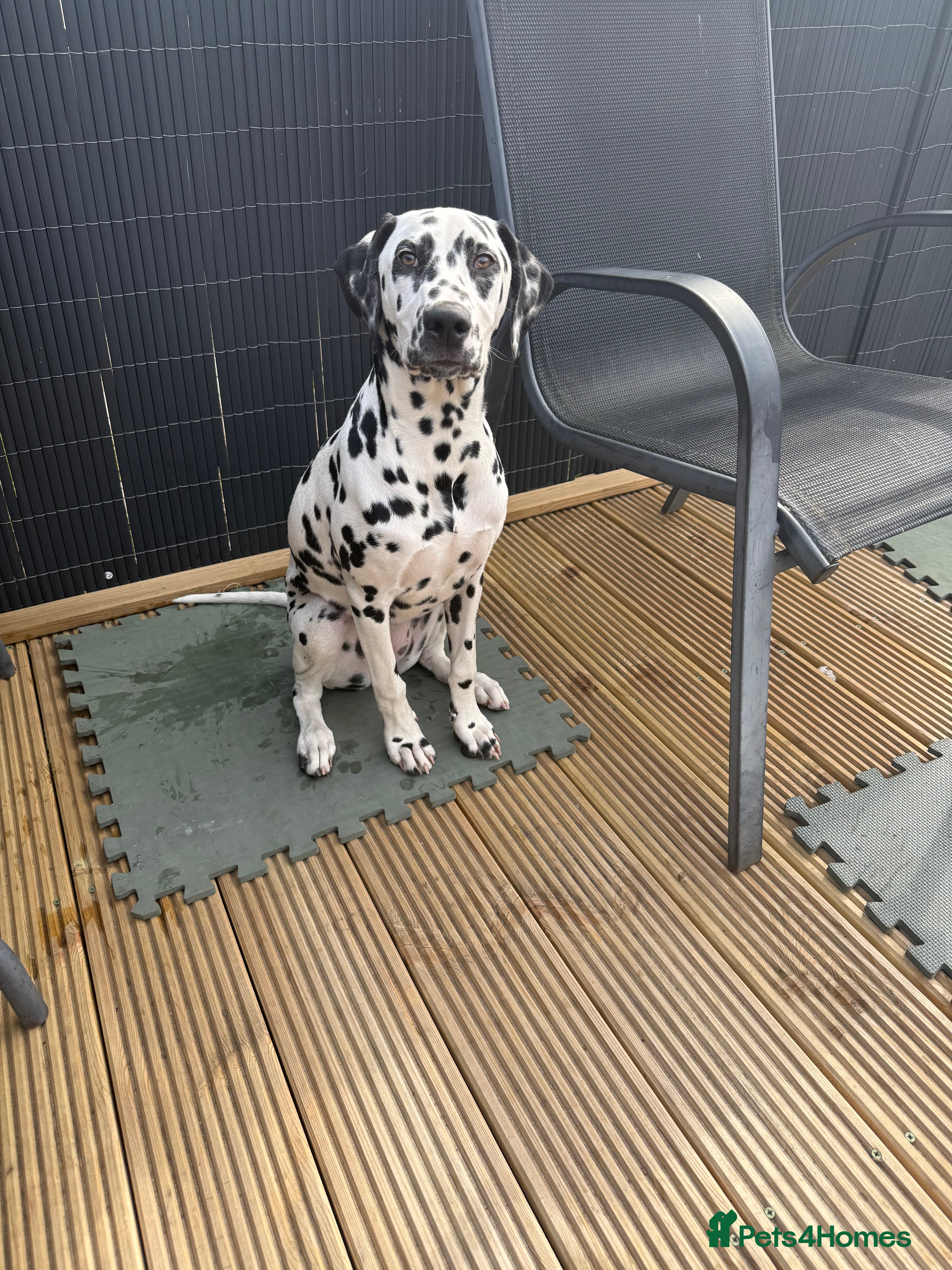 Dalmatian dogs  KC REGISTERED DALMATIAN PUPS  - Advert 4