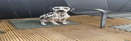 Dalmatian dogs for sale:  KC REGISTERED DALMATIAN PUPS  - Advert 1