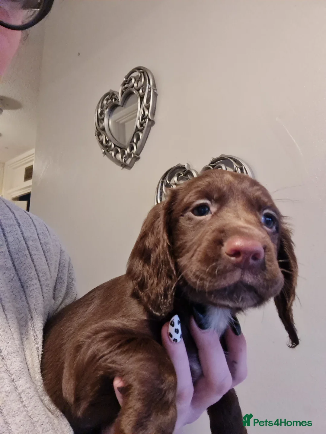 Cocker Spaniel dogs for sale: 5 Gorgeous Working Cockers - Advert 3