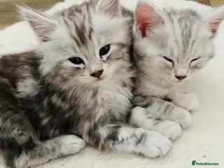 Mixed Breed cats Valentine’s Kittens 💝 - Advert 1