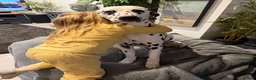 Dalmatian dogs for sale: Beautiful 2-Year-Old Male Dalmatian  - Advert 7