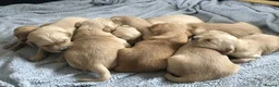 Golden Retriever dogs for sale: KC Reg Dark Red Golden Retriever-100% DNA Tested - Advert 7