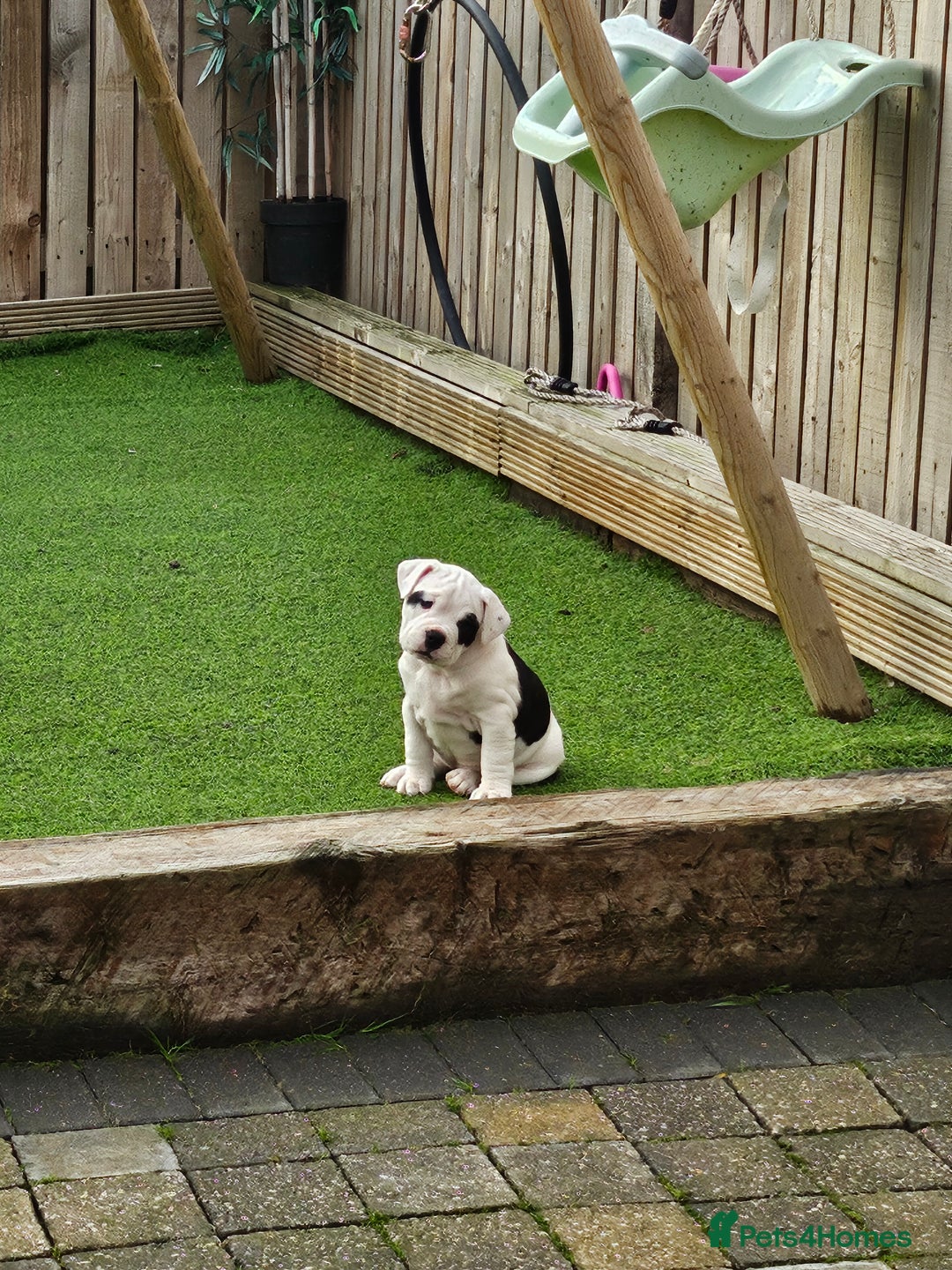 Mixed Breed dogs for sale: English Bulldog Staffordshire Bull hybrid  - Advert 3