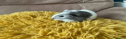 Guinea Pig rodents for sale: Gorgeous baby Guinea Pigs - Advert 12