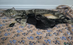 Mixed Breed cats for sale: Kittens  - Image 15