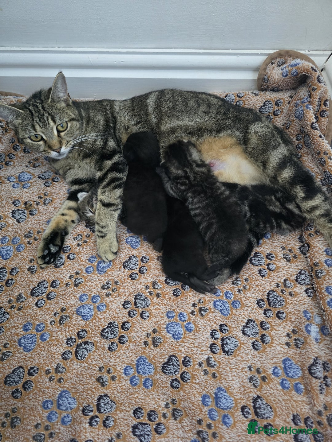 Mixed Breed cats for sale: Kittens  - Image 15