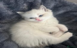 Ragdoll cats for sale: Stunning Ragdoll kittens. Ready 12 December - Image 7