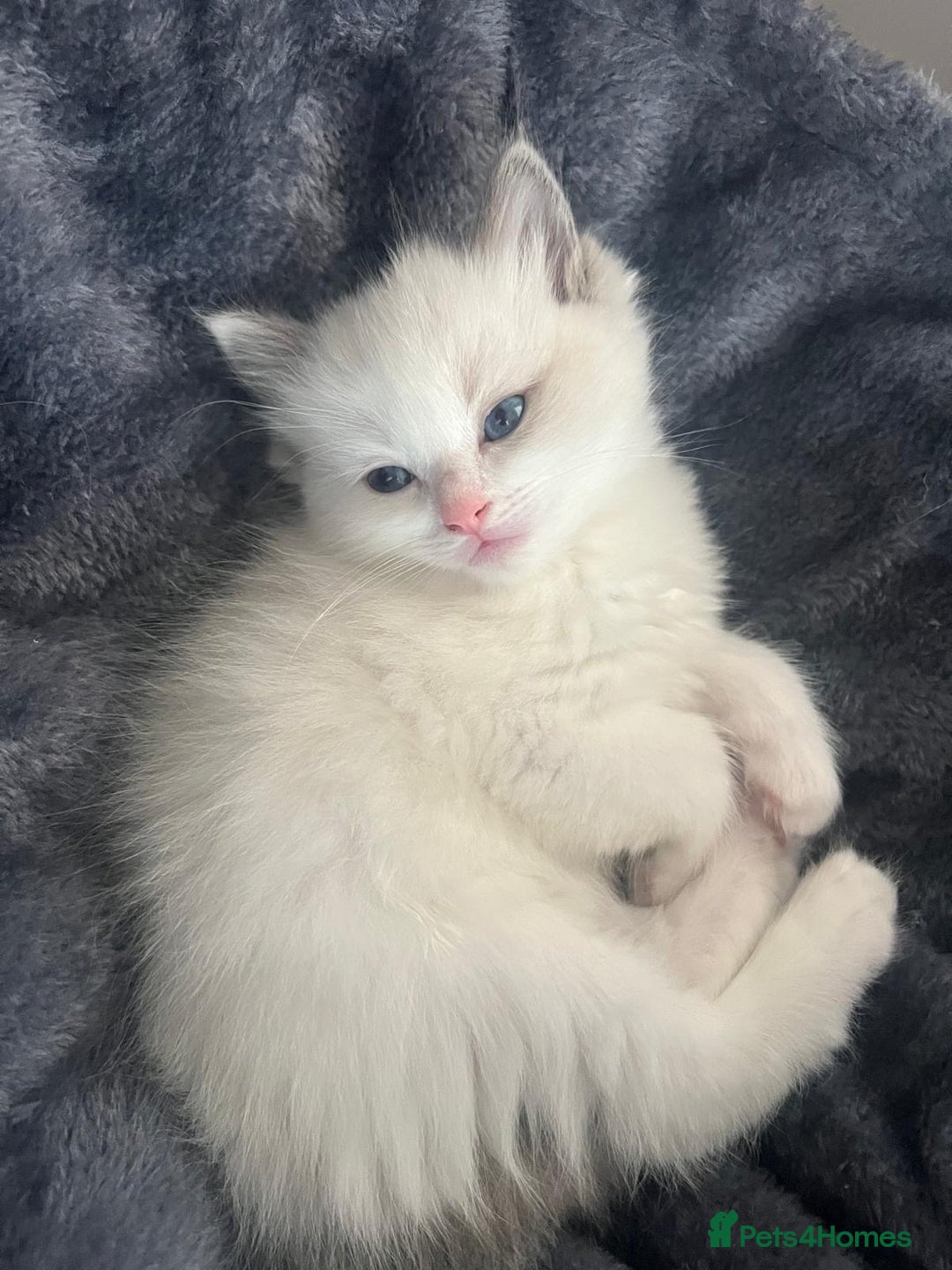 Ragdoll cats for sale: Stunning Ragdoll kittens. Ready 12 December - Image 7